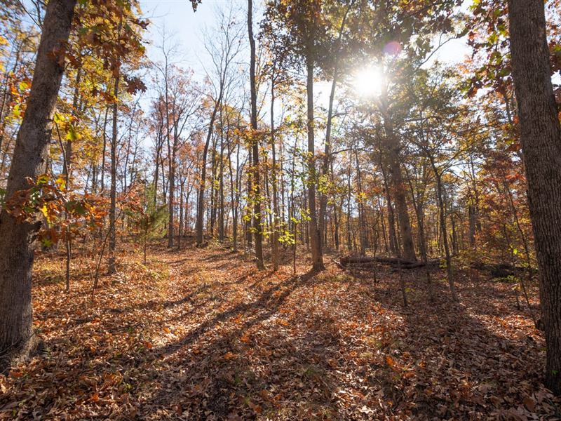 40 Acres for Sale in Butler Coun : Poplar Bluff : Butler County : Missouri