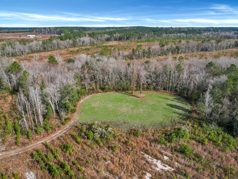 Prime Timberland and Hunting Oasis : Hazlehurst : Jeff Davis County : Georgia