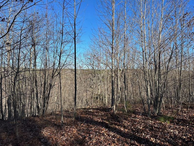 18.27 Acres Wooded Property : South Pittsburg : Marion County : Tennessee