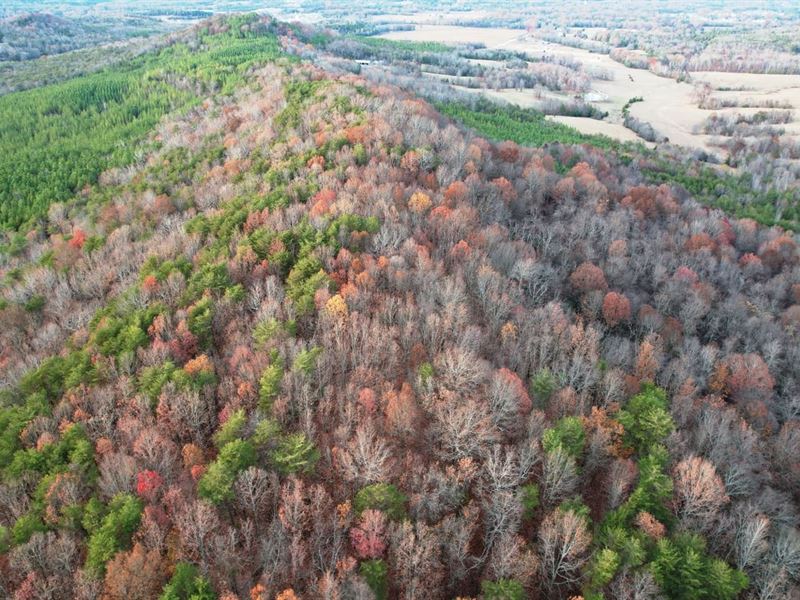 Colbert County, Alabama 99 Acre Tra : Tuscumbia : Colbert County : Alabama