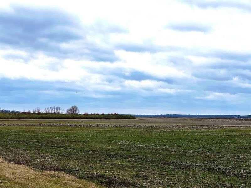 280 Stuttgart Rice Field : Stuttgart : Arkansas County : Arkansas