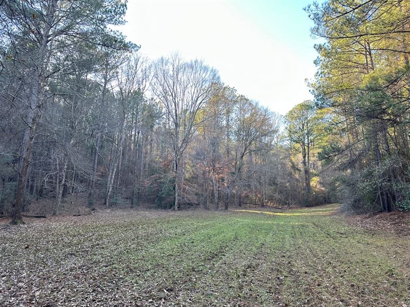 565 Acres in Dallas County : Valley Grande : Dallas County : Alabama