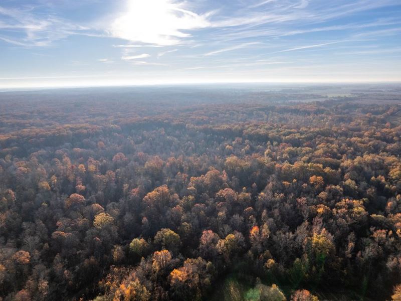 National Forest Woods : Lagrange : Lee County : Arkansas