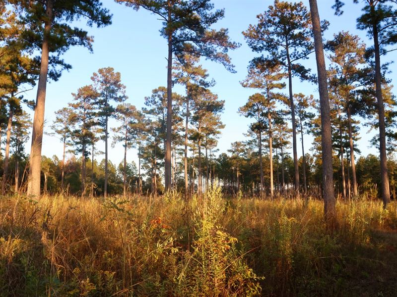 Sweetwater Hill : Quincy : Gadsden County : Florida