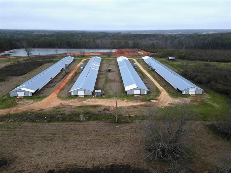 MS Poultry 4 House Pullet Farm 42 : Prentiss : Jefferson Davis County : Mississippi