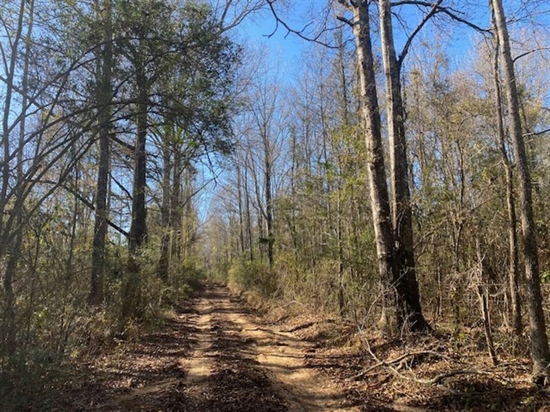 Secluded 26 Acres, Hunting, Power : Tylertown : Walthall County : Mississippi