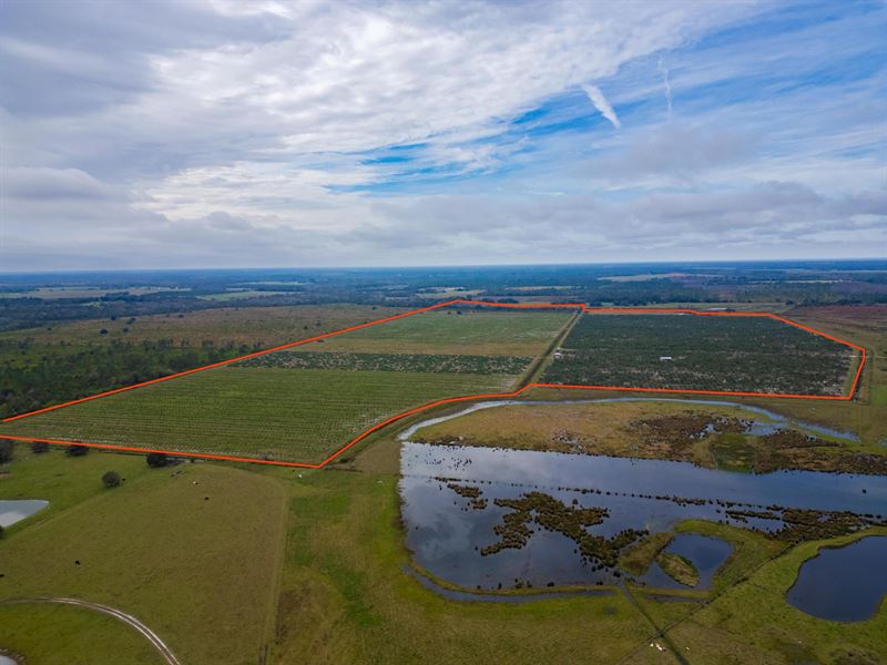 213 Acre Van Adams Grove : Zolfo Springs : Hardee County : Florida