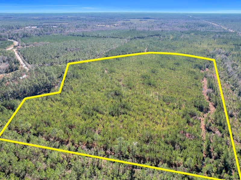 75 Ac Dewey Road in Brantley County : Nahunta : Brantley County : Georgia