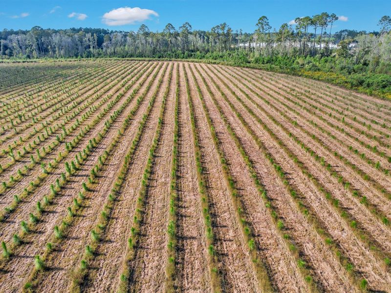 6.5 Ac Sellers Rd NW Appling County : Baxley : Appling County : Georgia