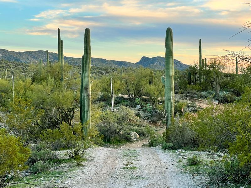 True Marana Beauties Four 5 Ac Lots : Marana : Pinal County : Arizona