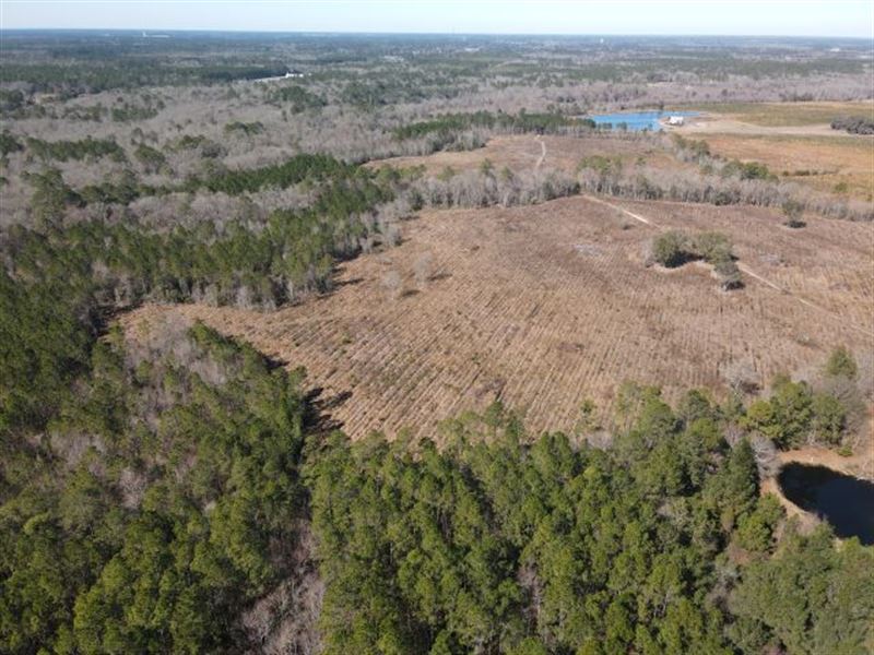 Wayne County, GA Acreage : Jesup : Wayne County : Georgia