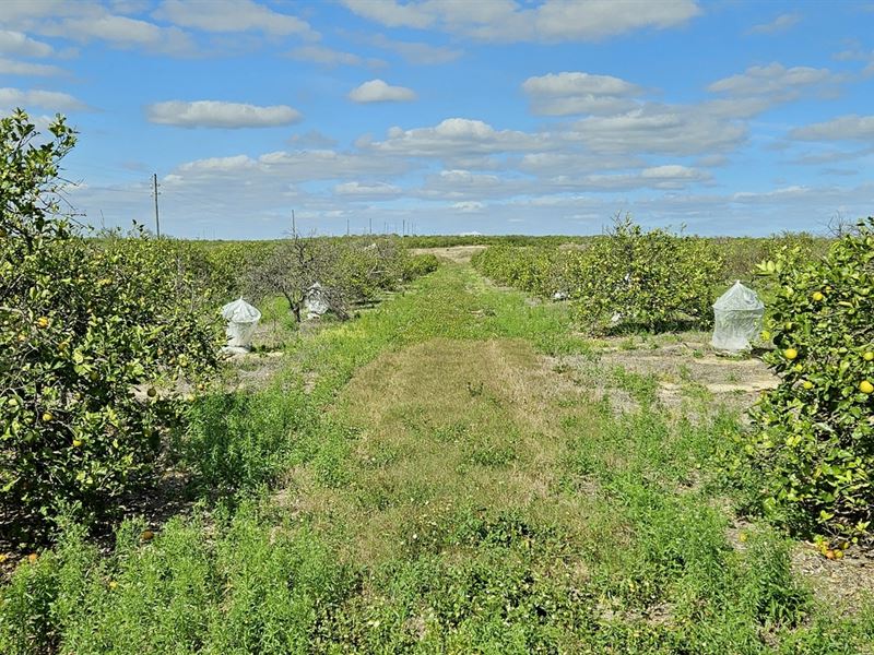 9.32 Acre T S Wilson Road Grove : Frostproof : Polk County : Florida