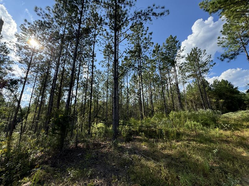 24.74 Ac, Pleasant Rd.Camp Hill : Camp Hill : Tallapoosa County : Alabama