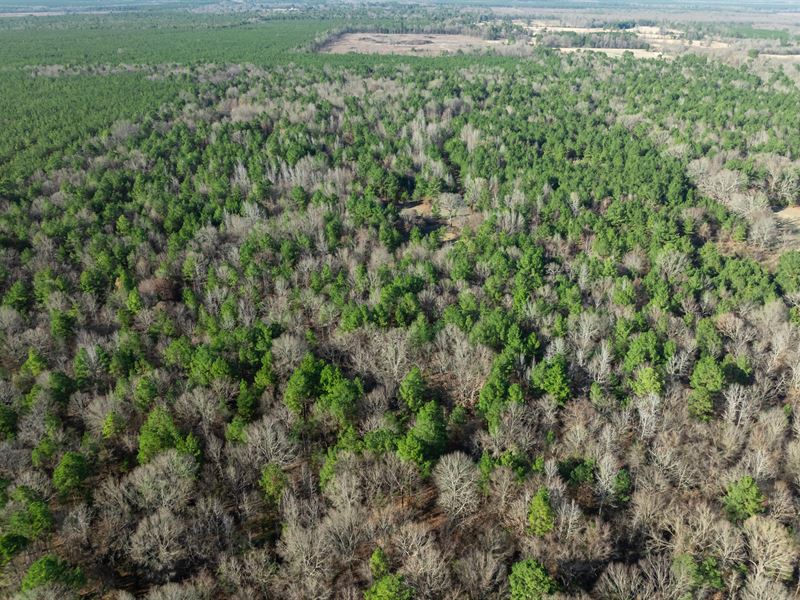 Hunting & Recreational Land NE TX : Clarksville : Red River County : Texas