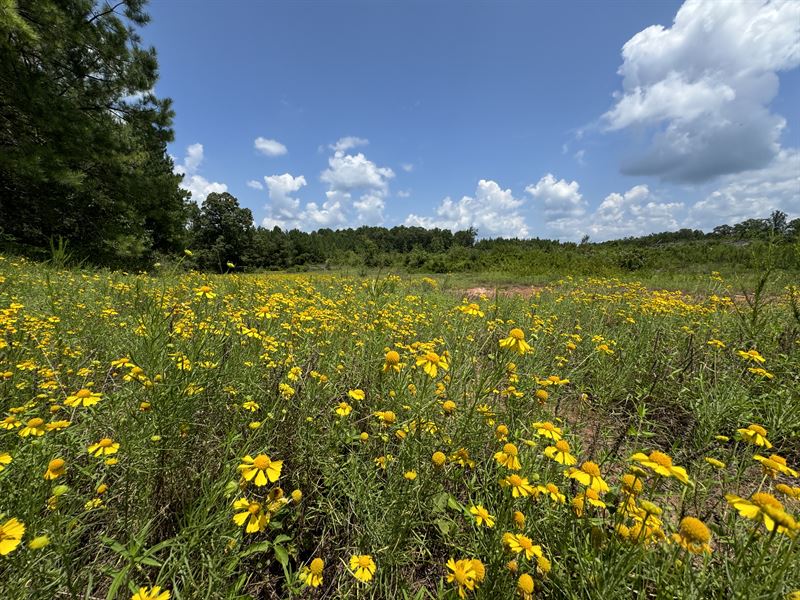 92 Ac, Camp Hill, Chambers Co : Camp Hill : Chambers County : Alabama