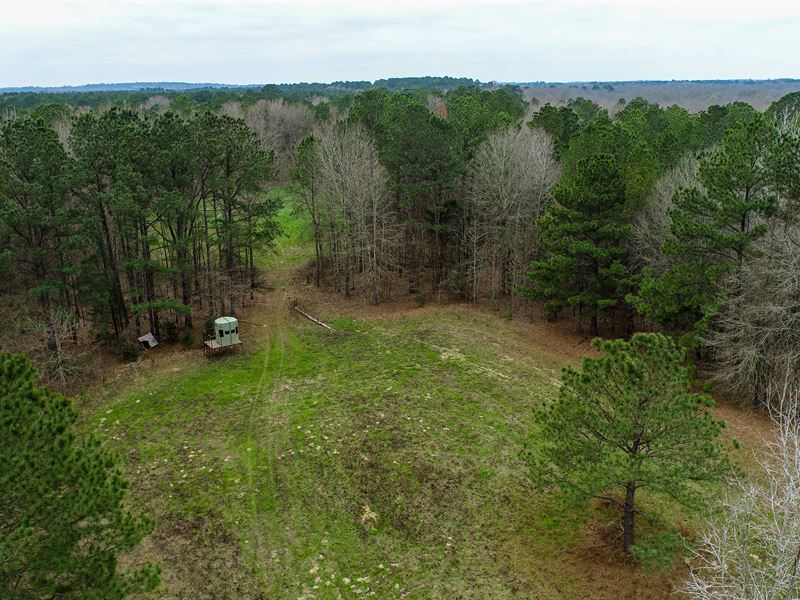 124 Acre Sportsman's Dream : Cason : Titus County : Texas