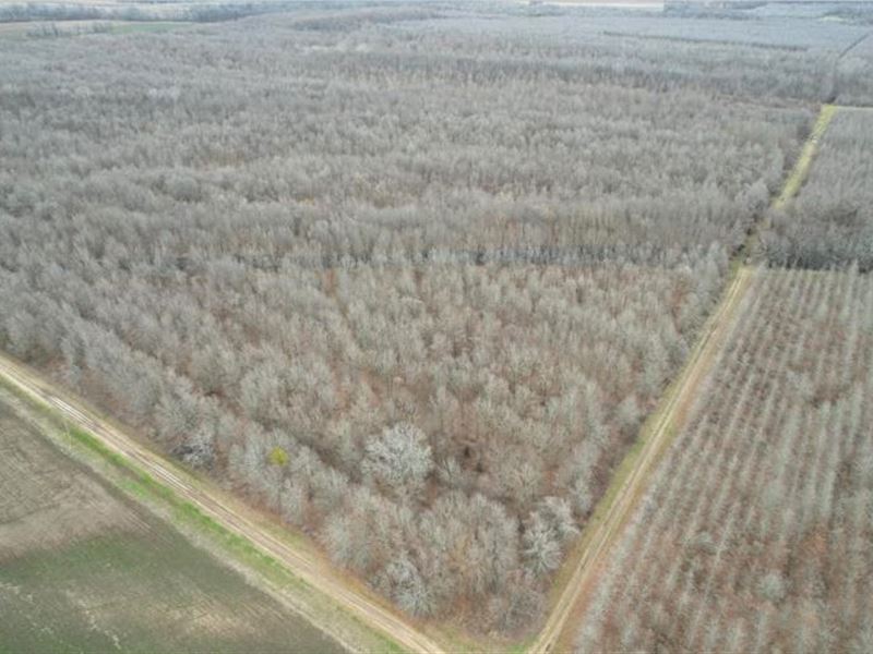 160 Acres in East Carroll Parish : Lake Providence : East Carroll Parish : Louisiana