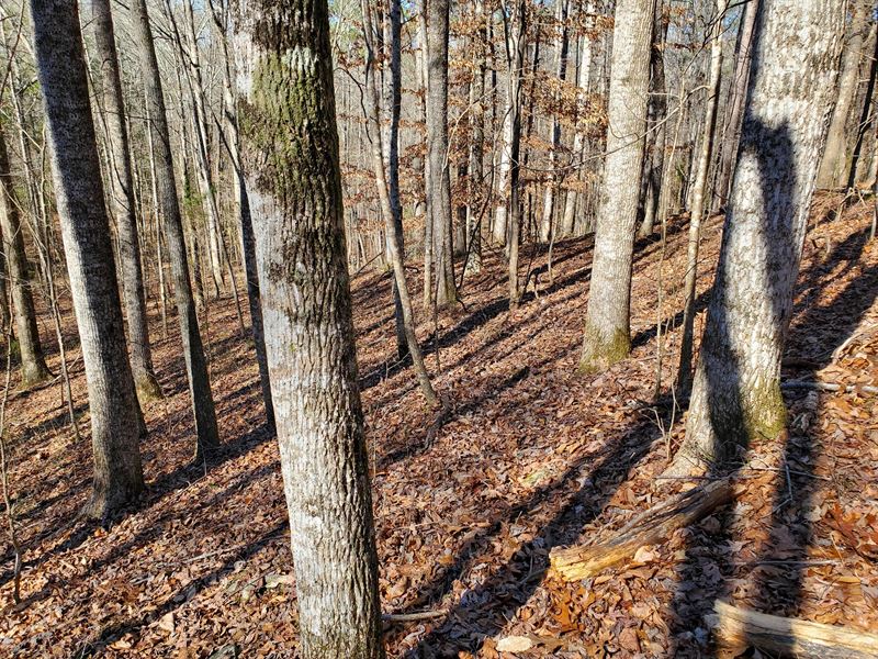 Big Timber On Scenic Private Land : Wetumpka : Elmore County : Alabama