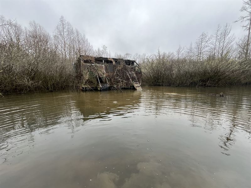 Hatchie River Timber Hunting : Bolivar : Hardeman County : Tennessee