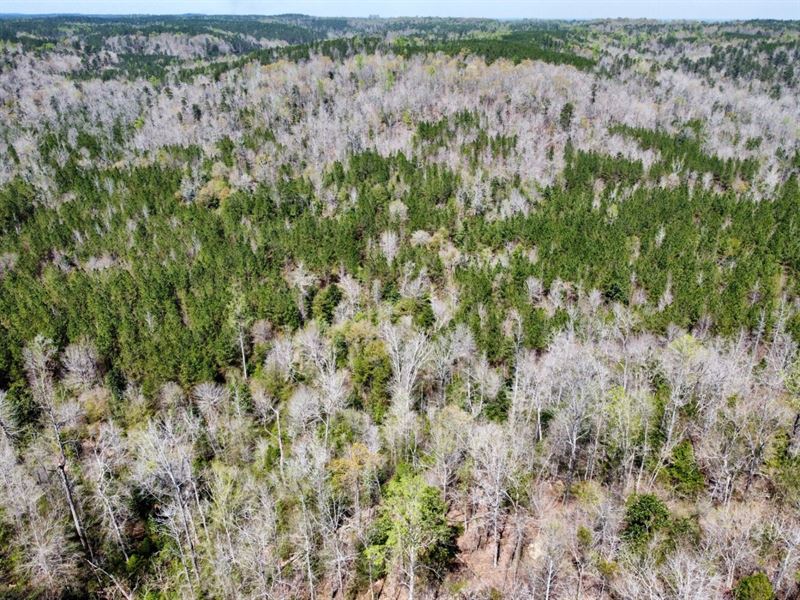 Chatman Ridge Timber & Hunting : Ararat : Choctaw County : Alabama