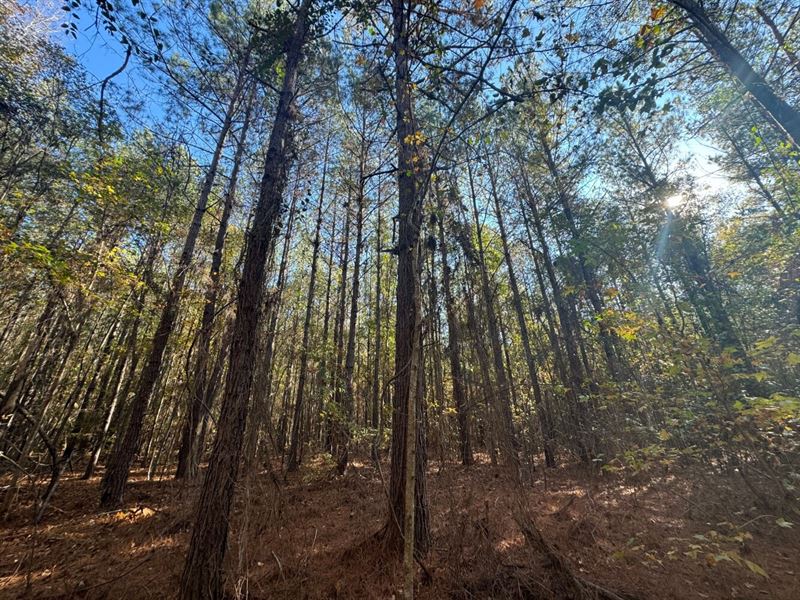 Timber Tract on Fisher Creek : Wetumpka : Elmore County : Alabama