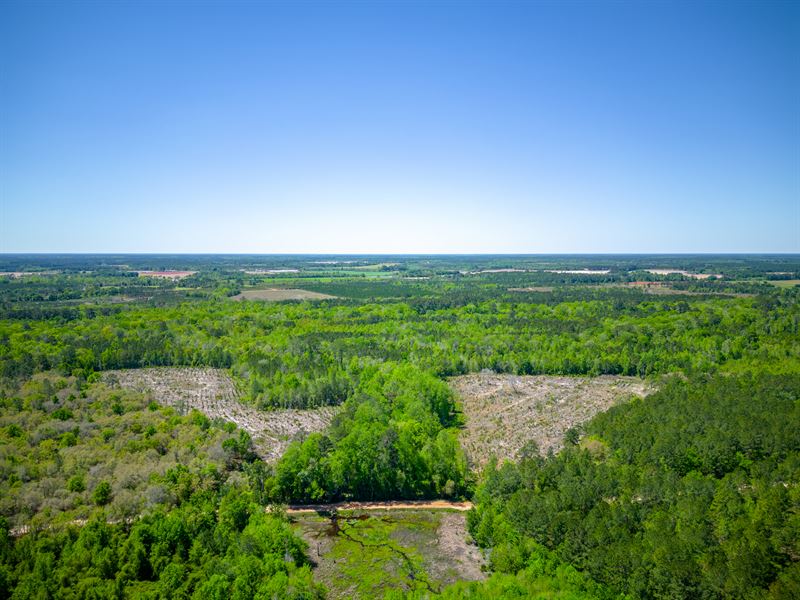 125 Acres of Pristine Wilderness : Bristol : Appling County : Georgia