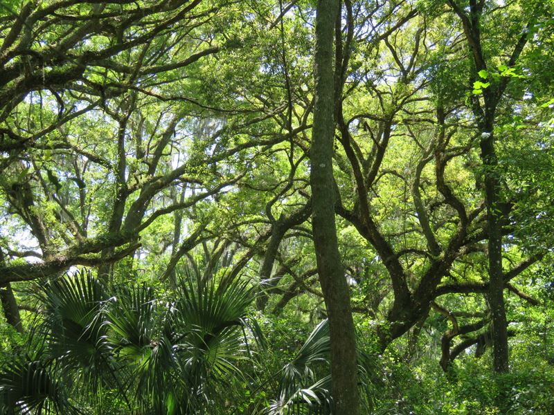 Morans Prairie Hunting & Recreation : Orange Heights : Alachua County : Florida