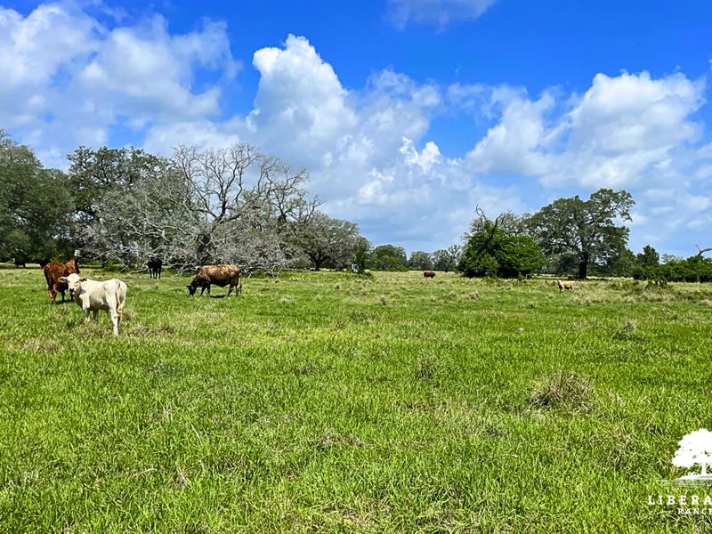 Wharton Tract 4, Only $15K Down : Wharton : Wharton County : Texas