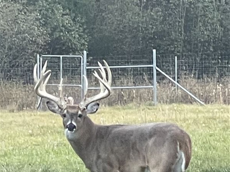 Prairie Creek Farms High Fence : Camden : Wilcox County : Alabama