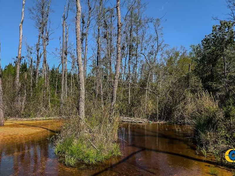 Lynches Tract : Cassatt : Kershaw County : South Carolina