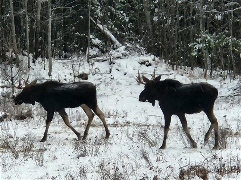 422.0 Acre Parcel : Republic : Marquette County : Michigan