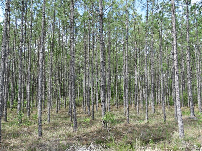 Otter Creek West Tract : Otter Creek : Levy County : Florida