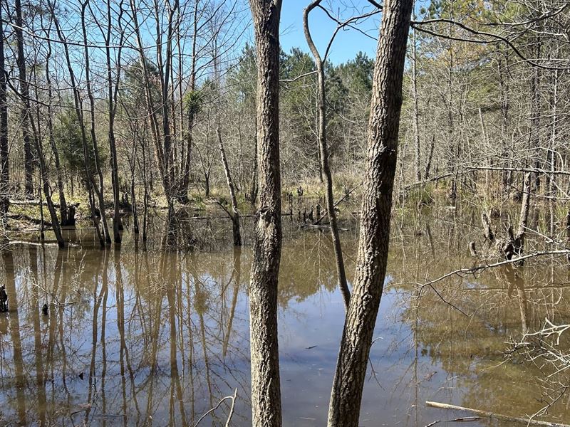 Old Washington Sportsman 60 : Washington : Hempstead County : Arkansas