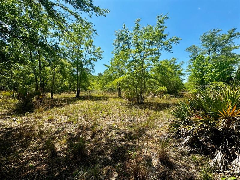 176.8 Acre Recreational Tract : Lamont : Jefferson County : Florida