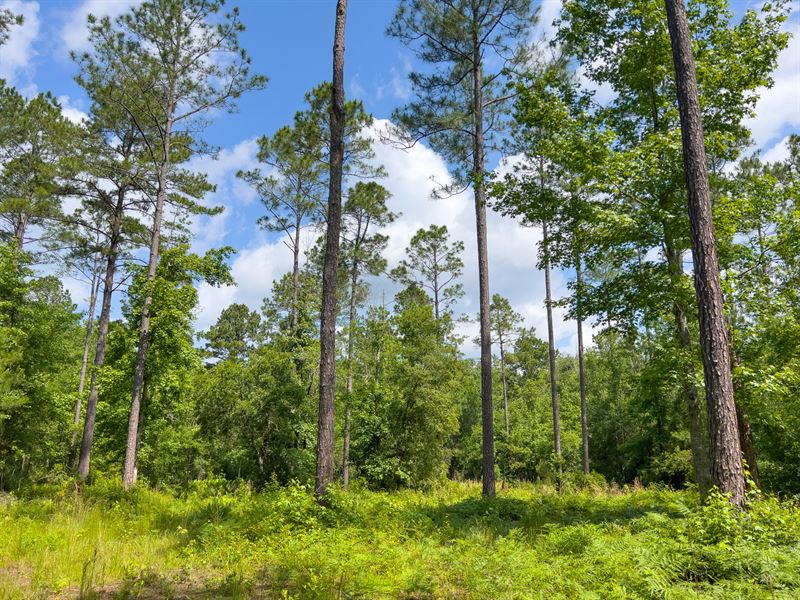 32.9 Ac Homesite Jefferson Co FL : Monticello : Jefferson County : Florida