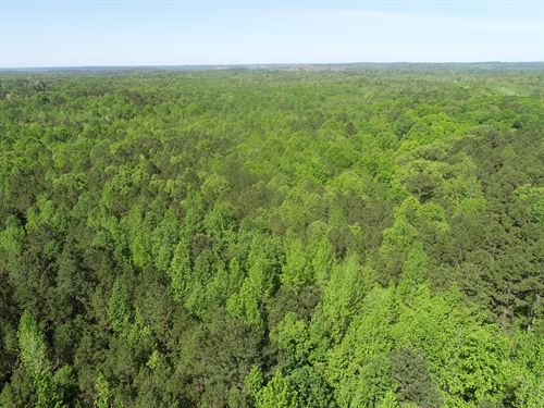 268 Acre Tract Near Kossuth, MS : Rienzi : Alcorn County : Mississippi