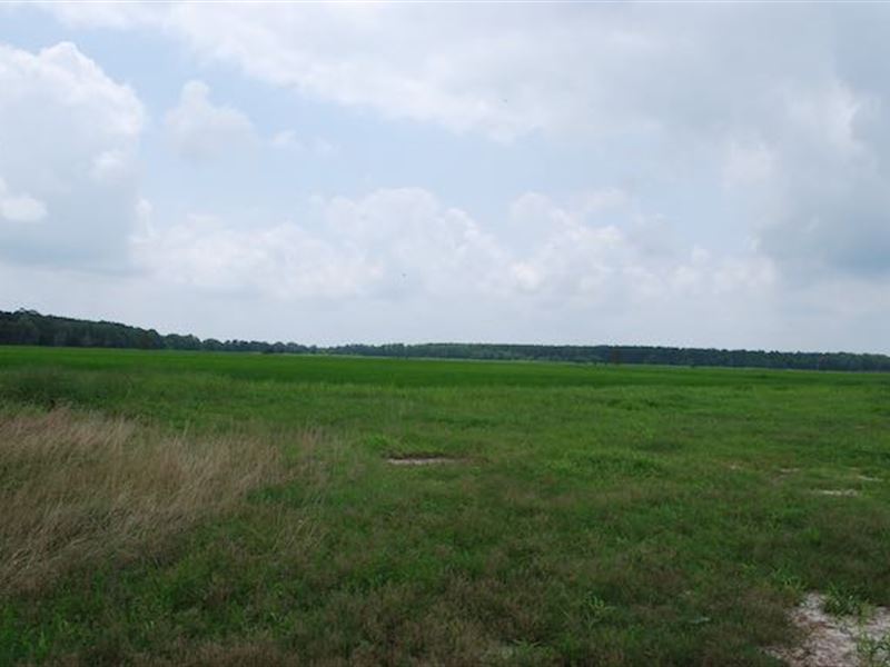 Beautiful Farm with Paved Access : Kinder : Allen Parish : Louisiana