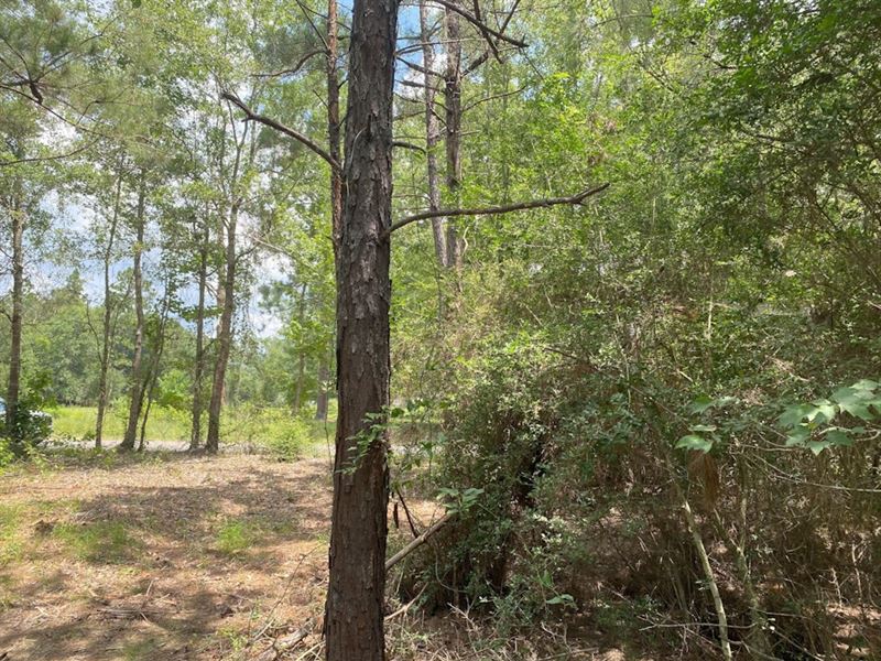 Plainview Pines Tract 6 : Elizabeth : Rapides Parish : Louisiana