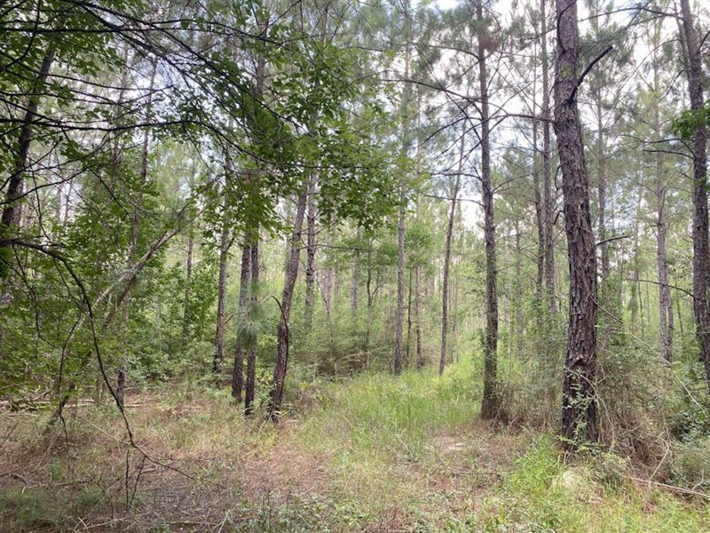 Plainview Pines Tract 2 : Elizabeth : Rapides Parish : Louisiana