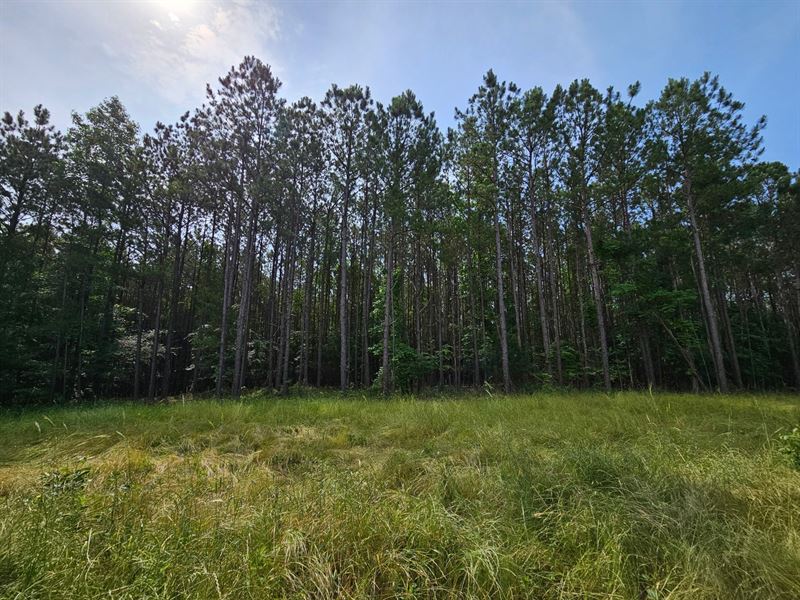 Evans Trust / Tract 2, 130 Ac : Piedmont : Cherokee County : Alabama