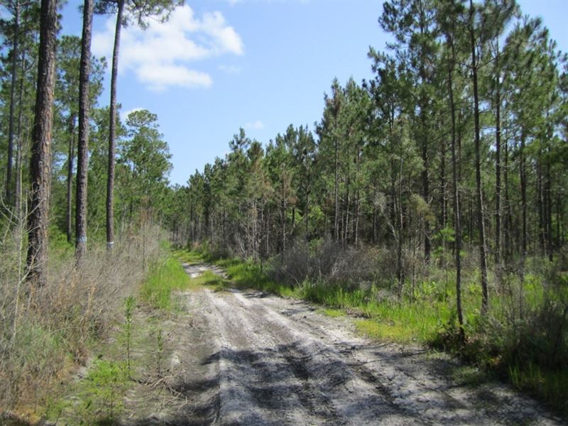 Little Shaw : Lake Butler : Union County : Florida