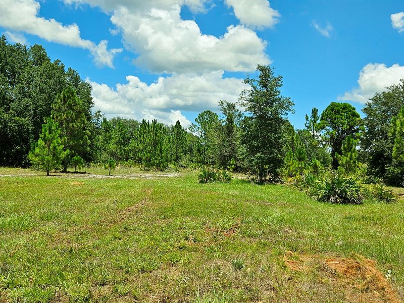 10.95 Acre Homesite Lake Wales, FL : Lake Wales : Polk County : Florida