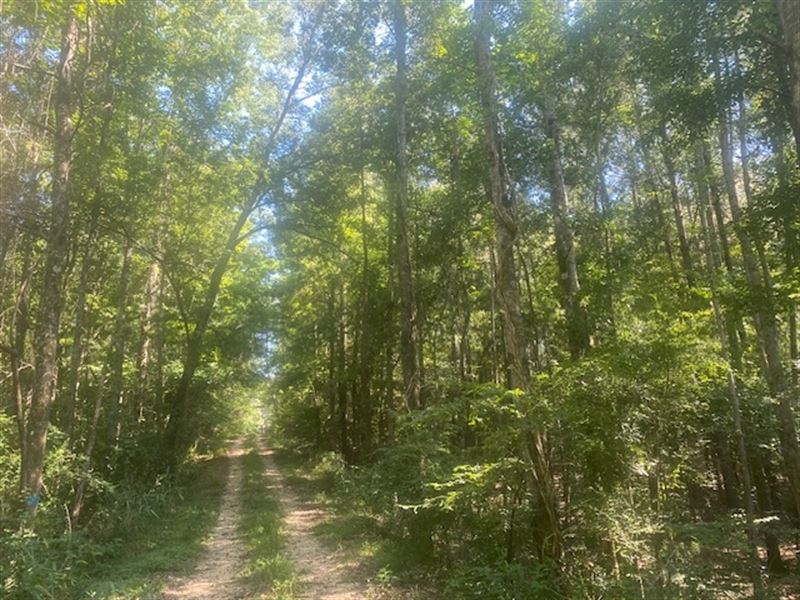 205.5 Acre, Mostly Mature Timber : Monticello : Lawrence County : Mississippi