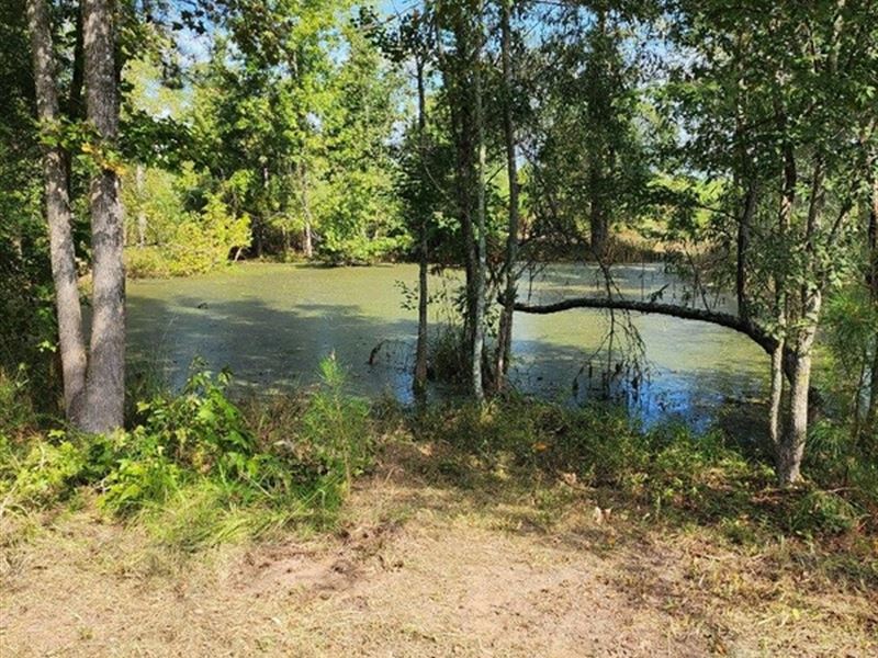 64 Acres in Scott County, MS : Morton : Scott County : Mississippi