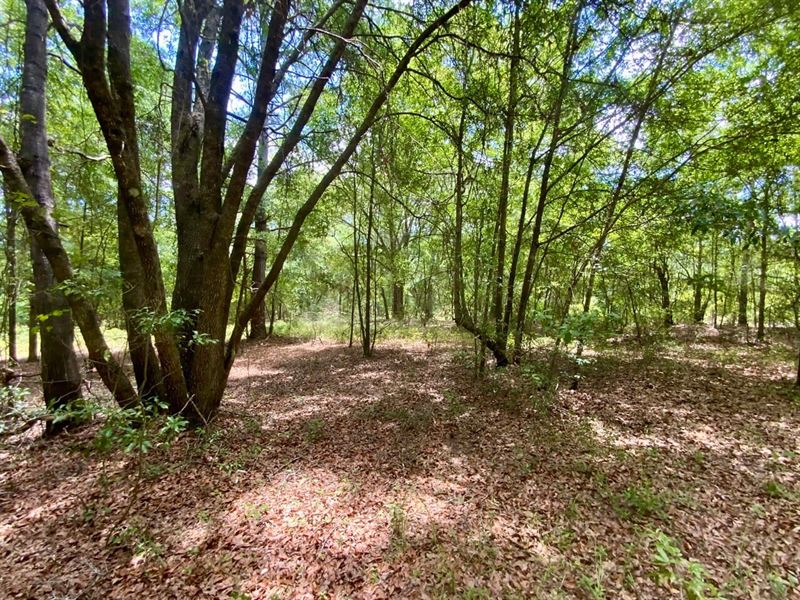 5 Acres on Oyster Trail : Greenville : Madison County : Florida