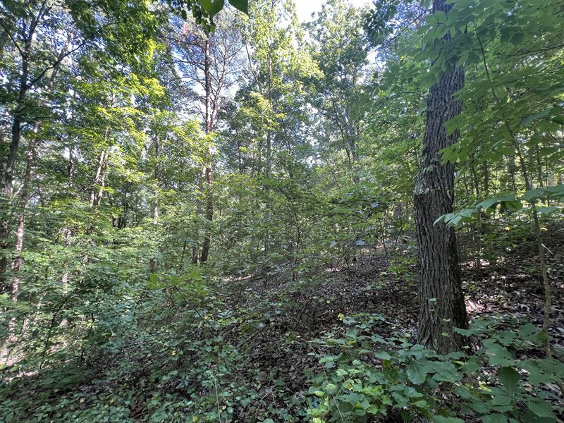 5 Wooded Acres NW Bartow County : Fairmount : Bartow County : Georgia