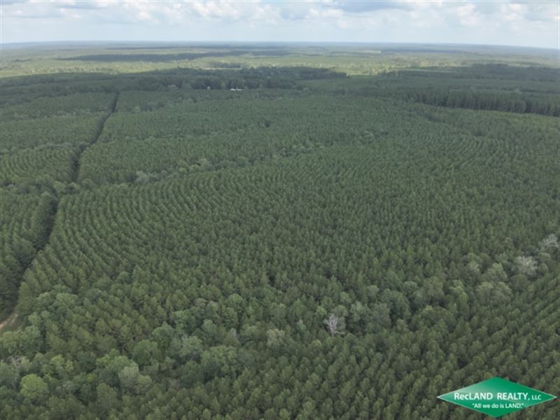 82 Ac, Pine Timberland : Corrigan : Polk County : Texas