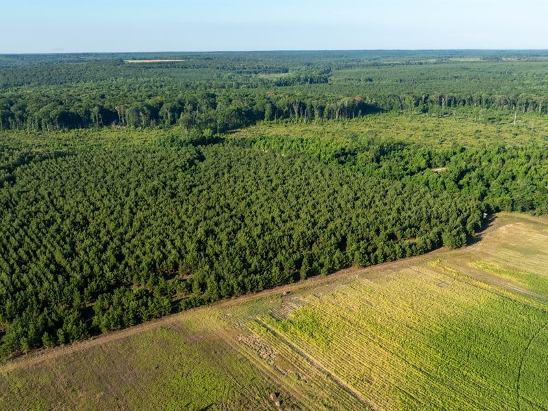 Buck Creek Hunting Property : Ideal : Macon County : Georgia