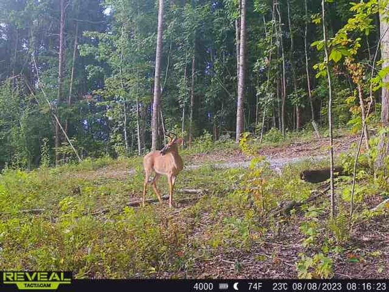 55 Acres of Prime Hunting Propert : Pikeville : Bledsoe County : Tennessee