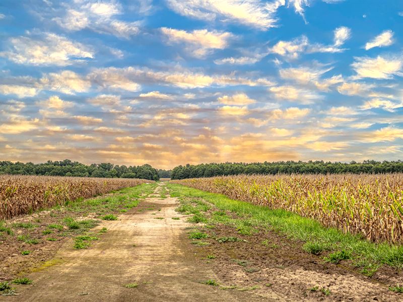 Louisiana Delta Ag with Crp : Winnsboro : Franklin Parish : Louisiana